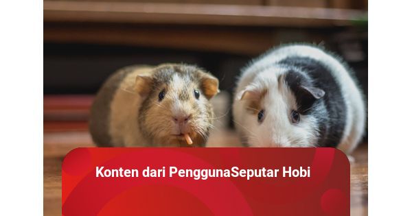 Hamster campbell panda shop